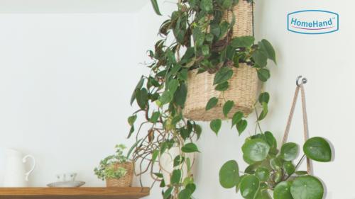The Best Cup Hooks | Hanging & Creating an Indoor Garden